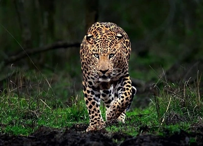 Leopard in Ranthambore
